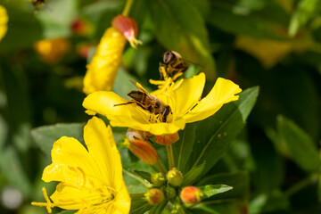 Macro of honeybee on flowers, collecting pollen