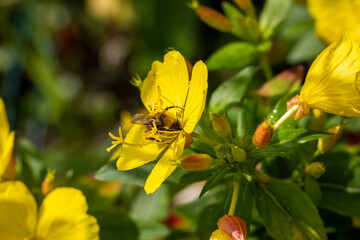 Macro of honeybee on flowers, collecting pollen