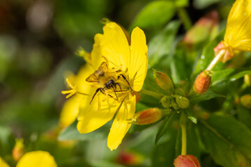 Macro of honeybee on flowers, collecting pollen