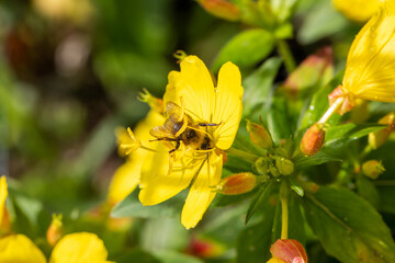 Macro of honeybee on flowers, collecting pollen