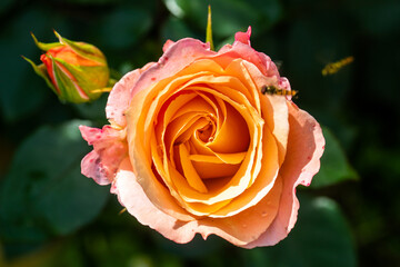Bees on colourful roses in natural environment.