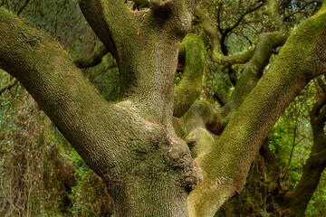 tree trunk © Sandis