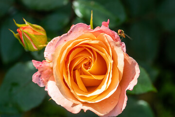 Bees on colourful roses in natural environment.