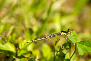 Enallagma cyathigerum (common blue damselfly, common bluet, or northern bluet)