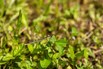 Enallagma cyathigerum (common blue damselfly, common bluet, or northern bluet)
