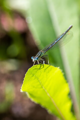 Enallagma cyathigerum (common blue damselfly, common bluet, or northern bluet)