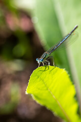 Enallagma cyathigerum (common blue damselfly, common bluet, or northern bluet)