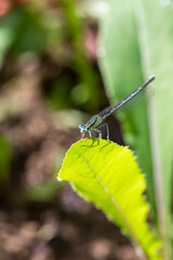 Enallagma cyathigerum (common blue damselfly, common bluet, or northern bluet)