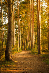 autumn forest in the morning