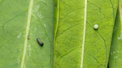 Monarch caterpillar larva and egg on leaves
