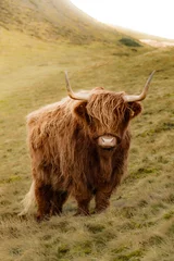 Tuinposter  scottish highland cow  © Ryan