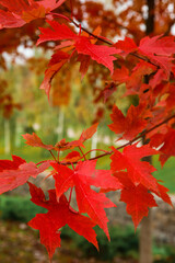 Tree with red leaves in autumn park, closeup