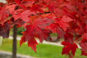 Naklejka na ściany i meble Tree with red leaves in autumn park, closeup