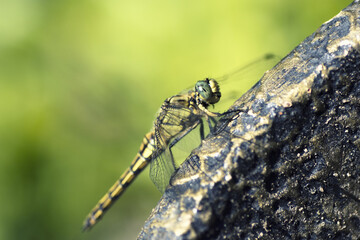 Dragonfly perched on a rock