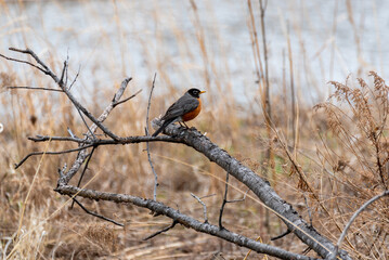 A Robin Perched On A Bare Branch In Spring