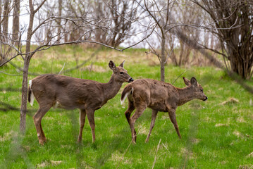 Naklejka na ściany i meble White-tailed Deer Feeding In The Woods In Spring