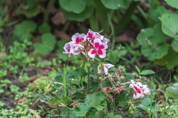 Geraniums in the wilderness