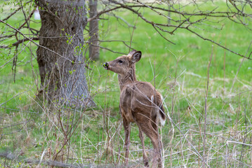 White-tailed Deer Feeding In The Woods In Spring