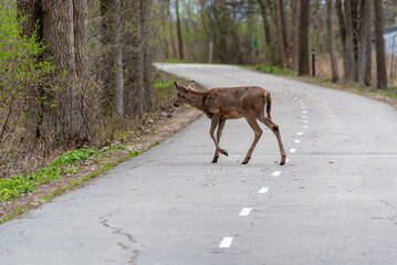 A White-tailed Deer Crossing The Local Trail In Spring