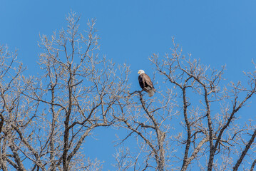 A Bald Eagle Perched In A Bare Tree In Spring