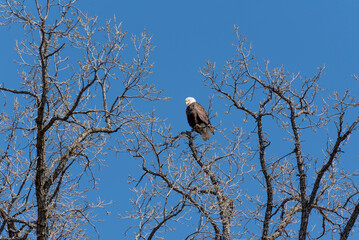 A Bald Eagle Perched In A Bare Tree In Spring