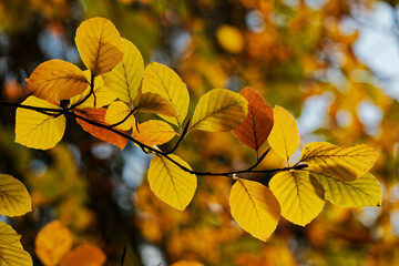 Fagus colorful beech leaves in front of blurred background on a sunny day in late autumn - obrazy, fototapety, plakaty