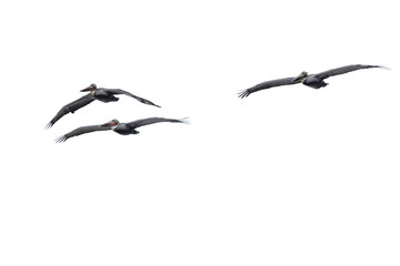 Pelicans Flying At La Jolla California