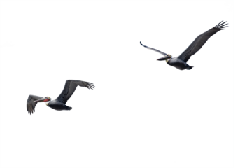 Pelicans Flying At La Jolla California