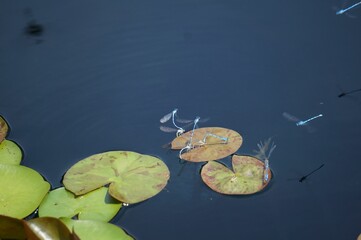 Closeup of Dragonflies on the leaves on a lake