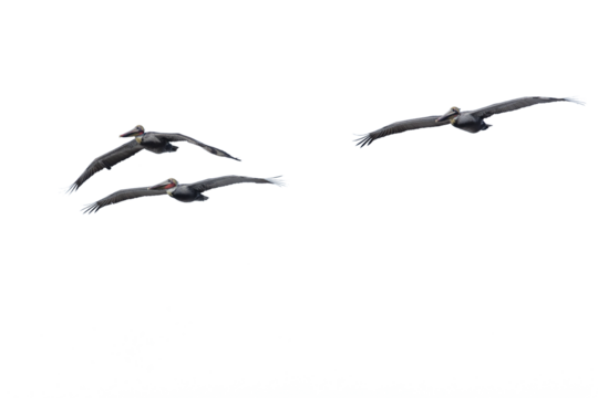 Pelicans Flying At La Jolla California