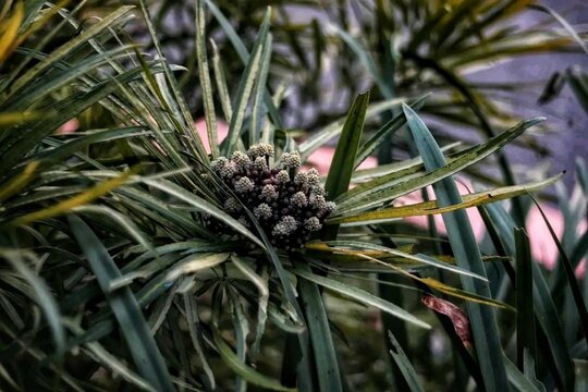 Selective focus shot of Osmoxylon lineare plant in a garden