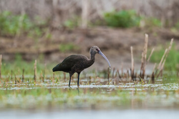 White faced ibis , La Pampa, Patagonia, Argentina
