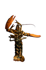 Female Lobster with eggs isolated vertical PNG