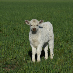Obraz premium White Shorthorn calf , in Argentine countryside, La Pampa province, Patagonia, Argentina.