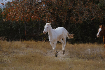 Young white horse running and galloping through Texas field during fall season on farm.