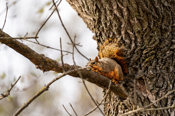 Scenic shot of a squirrel resting on a tree branch