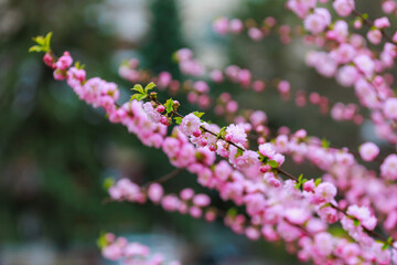 Obraz na płótnie Canvas Flowers on a branch of sakura tree with selective focus on a blurred background. Defocused backdrop copy space