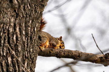 Scenic shot of a squirrel resting on a tree branch