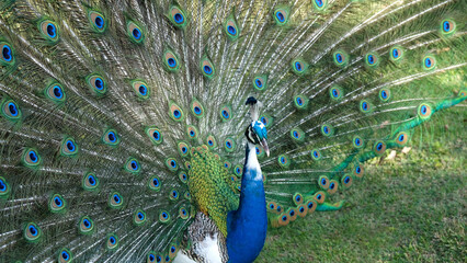 Obraz premium Colorful peacock in countryside