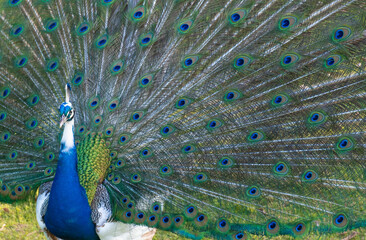 Fototapeta premium Colorful peacock in countryside