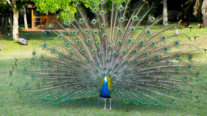 Obraz premium Colorful peacock in countryside