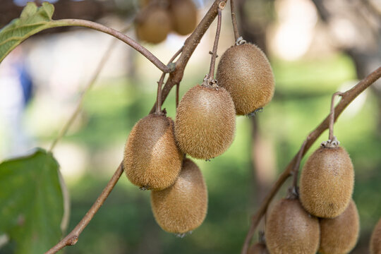 Kiwi on a kiwi tree plantation with with huge clusters of fruits. The ripe kiwi hangs deliciously. Kiwi farm scenery. Delicious kiwis grow like this. High-resolution pictures.
