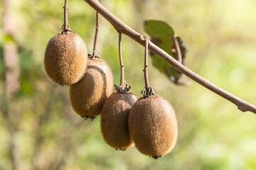 Kiwi on a kiwi tree plantation with with huge clusters of fruits. The ripe kiwi hangs deliciously....