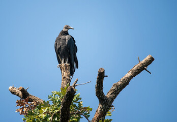 Turkey vulture (Cathartes aura) perched on tree top in Texas. Blue sky background with copy space.