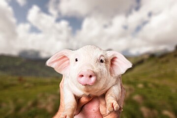 Cute young pink pig outdoor