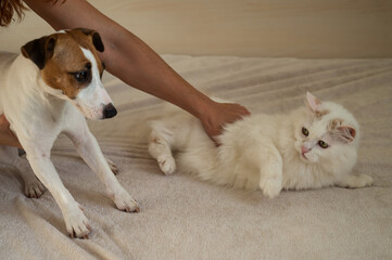 Caucasian woman holding white fluffy cat and Jack Russell Terrier dog lying on bed. Redhead girl hugging pets. 