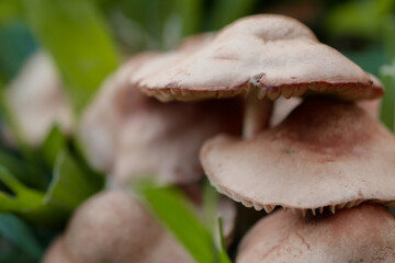 Close-Up eines schönen Pilzes