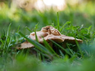 Pilzfamilie im Gras