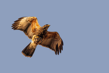 Harris's hawk flying with its prey