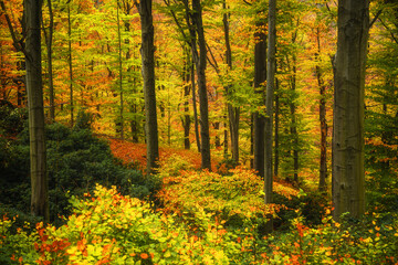 Autumn scenic forest landscape